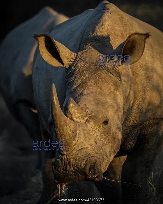 : White rhinoceros or square-lipped rhinoceros or : White rhinoceros or square-lipped rhinoceros or
