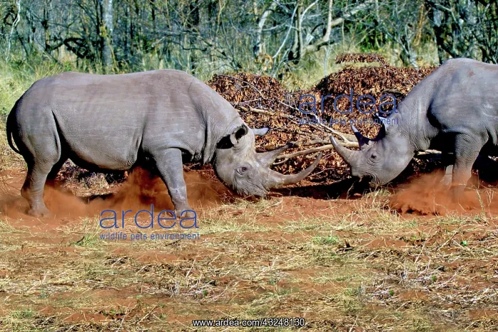 : Two White Rhinoceros, Square Lipped Rhinoceros : Two White Rhinoceros, Square Lipped Rhinoceros