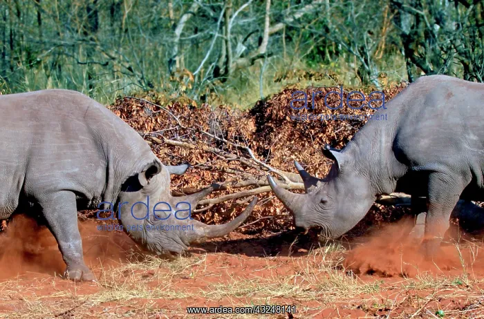 : Two White Rhinoceros, Square Lipped Rhinoceros : Two White Rhinoceros, Square Lipped Rhinoceros