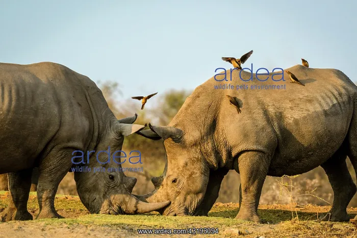 : White rhinoceros or square-lipped rhinoceros (Ceratotherium : White rhinoceros or square-lipped rhinoceros (Ceratotherium