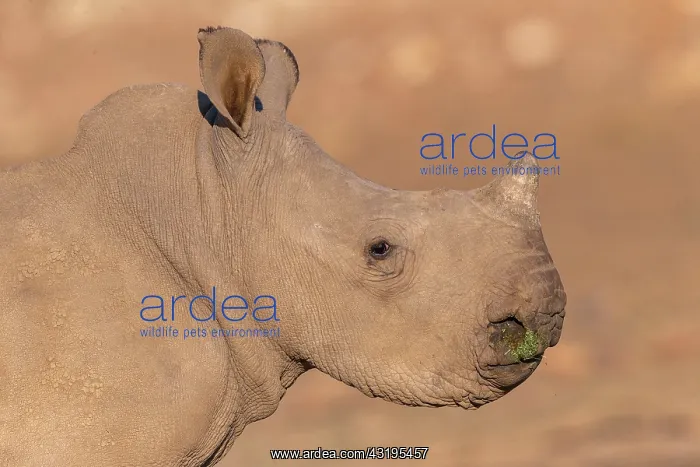  : White rhinoceros or square-lipped rhinoceros (Ceratotherium