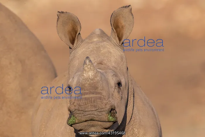 : White rhinoceros or square-lipped rhinoceros (Ceratotherium : White rhinoceros or square-lipped rhinoceros (Ceratotherium