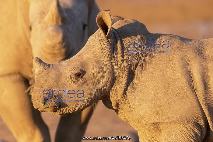 : White rhinoceros or square-lipped rhinoceros (Ceratotherium : White rhinoceros or square-lipped rhinoceros (Ceratotherium