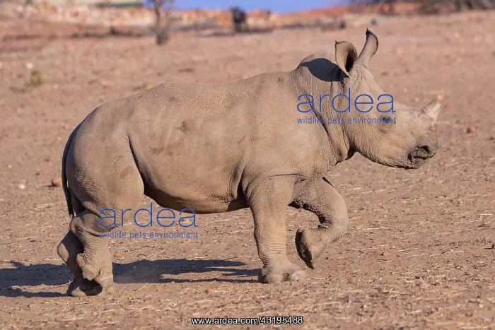 : White rhinoceros or square-lipped rhinoceros (Ceratotherium : White rhinoceros or square-lipped rhinoceros (Ceratotherium