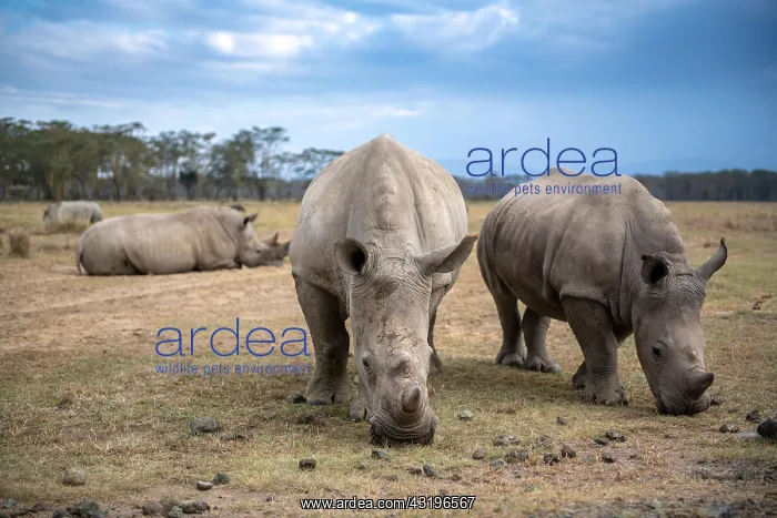  : White rhinoceros or square-lipped rhinoceros (Ceratotherium