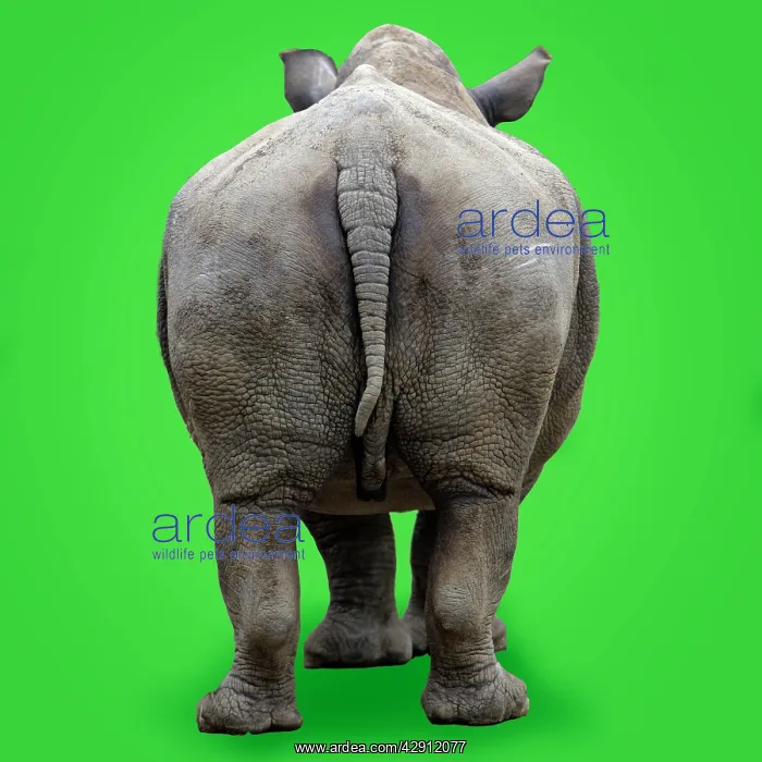 : White Rhinoceros - view of animal from behind : White Rhinoceros - view of animal from behind