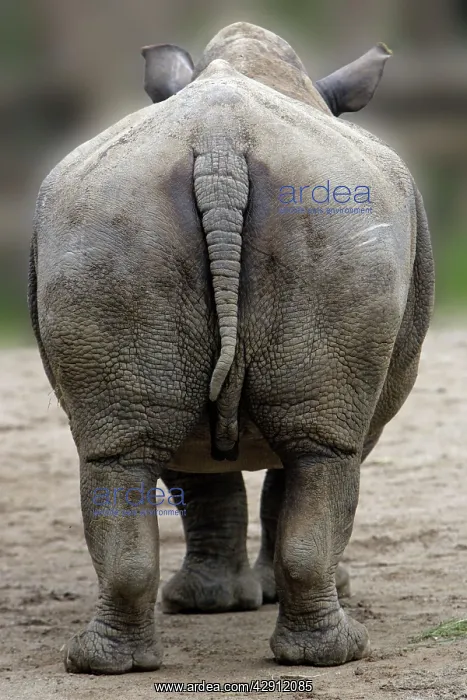  : White Rhinoceros - view of animal from behind