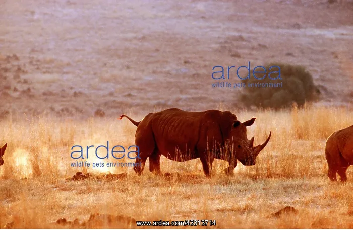 : WHITE RHINOCEROS - walking : WHITE RHINOCEROS - walking