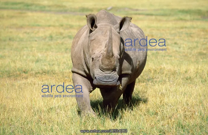 : WHITE RHINOCEROS - walking, face-on : WHITE RHINOCEROS - walking, face-on