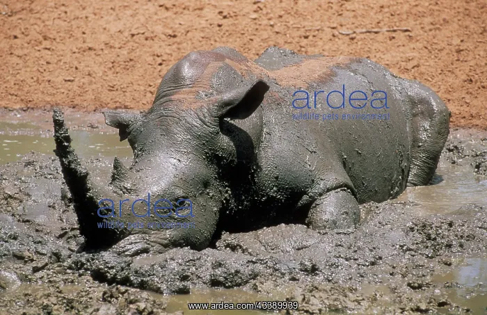  : White Rhinoceros - wallowing in mud