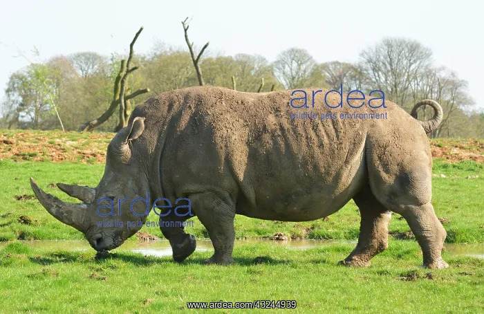 : White Rhinoceros at Whipsnade Zoo : White Rhinoceros at Whipsnade Zoo