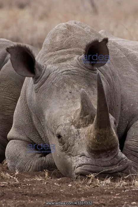 : White Rhinoceros, White Rhinos, White Rhinoceroses : White Rhinoceros, White Rhinos, White Rhinoceroses