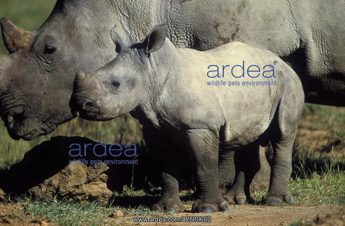 : White Rhinoceros - Young next to adult : White Rhinoceros - Young next to adult