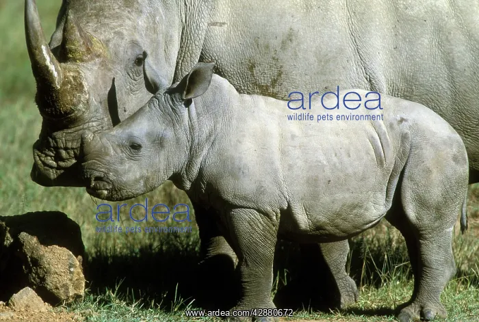 : White Rhinoceros - Young next to adult : White Rhinoceros - Young next to adult