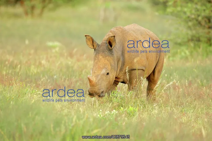 : White Rhinoceros - young one feeding in grass savannah : White Rhinoceros - young one feeding in grass savannah