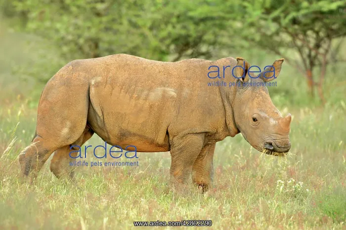 : White Rhinoceros - young one grazing in grass savannah : White Rhinoceros - young one grazing in grass savannah