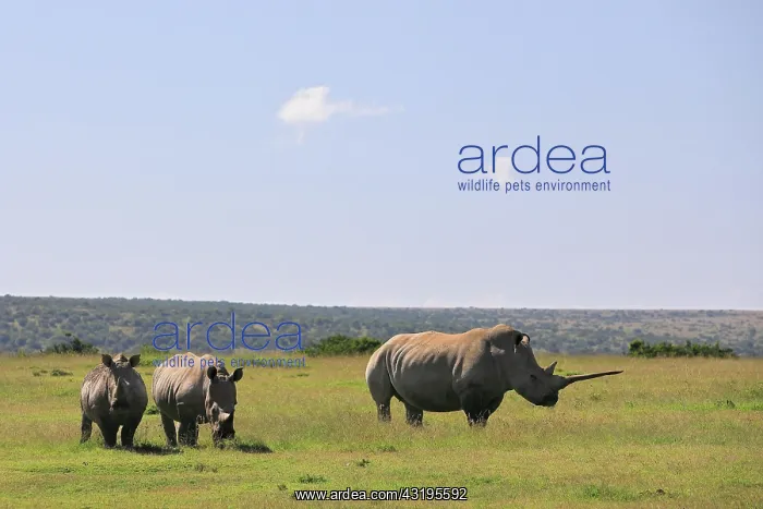  : White rhinoceroses (Ceratotherium simum), group