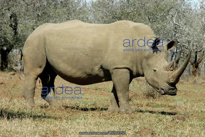 : White Rhinocerous : White Rhinocerous