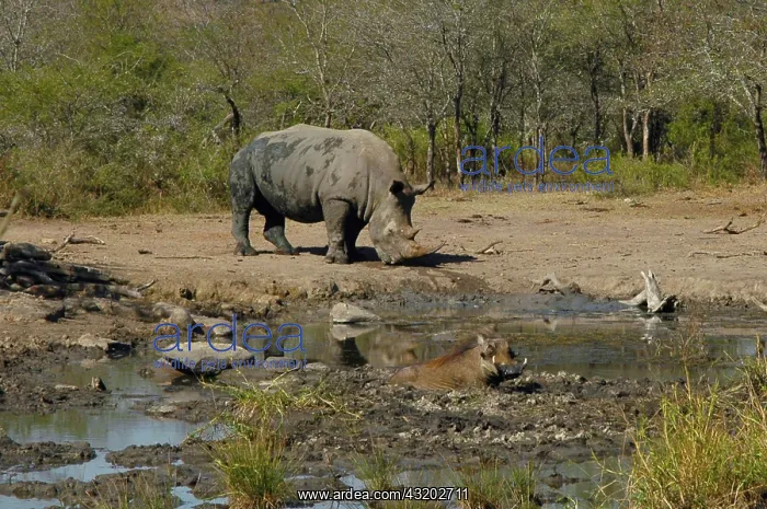 : White Rhinocerous at waterhole - and Common Warthog : White Rhinocerous at waterhole - and Common Warthog