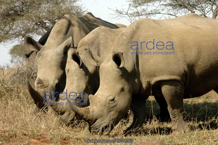  : White Rhinocerouses Trio
