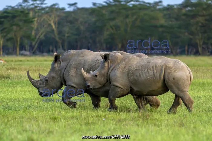 : White Rhinos grazing in Lake Nakuru National Park, Kenya : White Rhinos grazing in Lake Nakuru National Park, Kenya