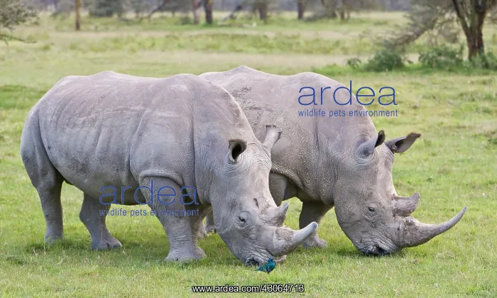 : White Rhinos grazing at Lake Nakuru NP : White Rhinos grazing at Lake Nakuru NP