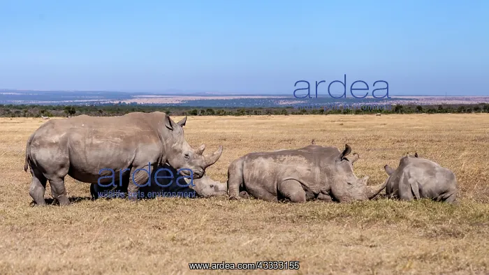 : White rhinos group resting in Laikipia savanna in : White rhinos group resting in Laikipia savanna in