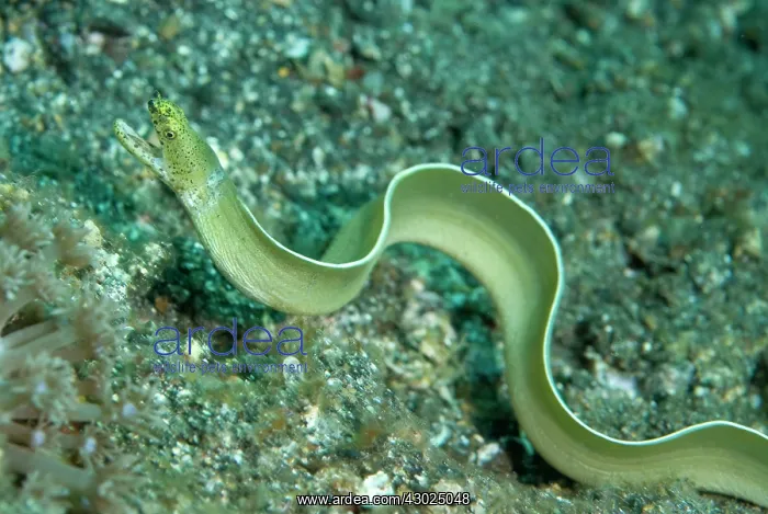  : White Ribbon Eel freeswimming over sand