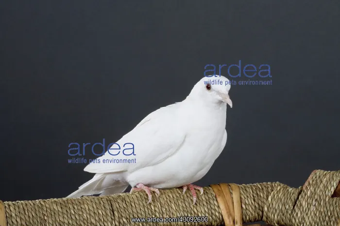 : White Ring-neck Dove : White Ring-neck Dove