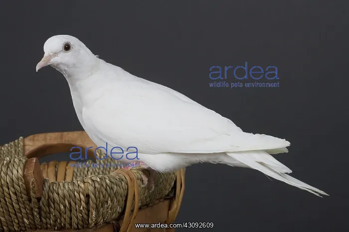 : White Ring-neck Dove : White Ring-neck Dove