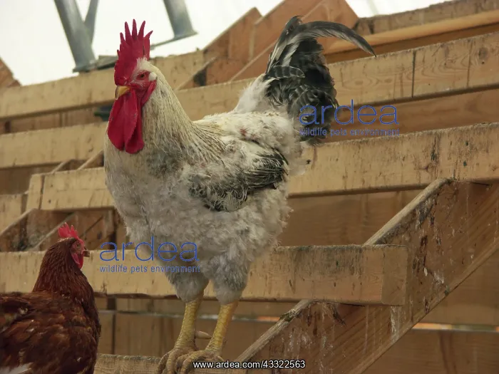 : White Rock-Cornish Rooster : White Rock-Cornish Rooster