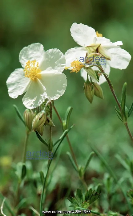: White ROCK-ROSE - close-up : White ROCK-ROSE - close-up