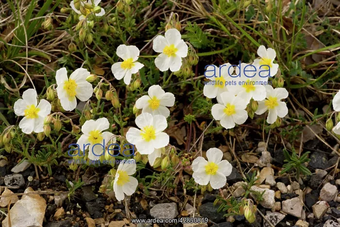 : White Rock-rose - very rare on limestone in UK : White Rock-rose - very rare on limestone in UK