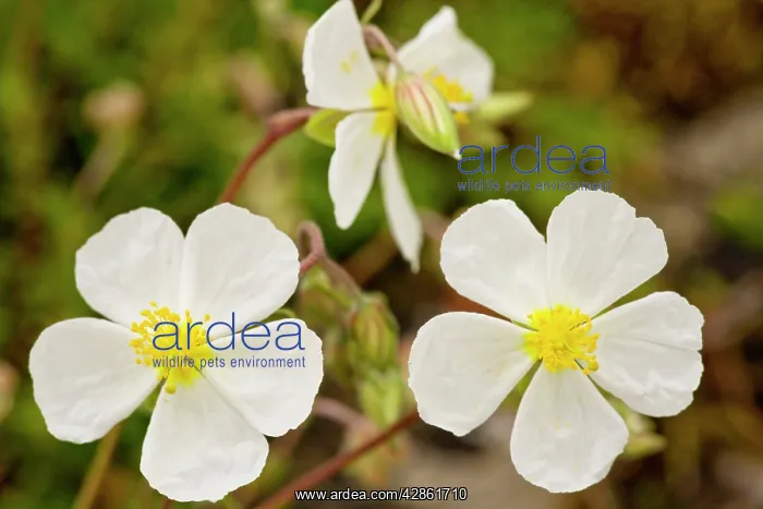 : White Rock-rose - very rare on limestone in UK : White Rock-rose - very rare on limestone in UK