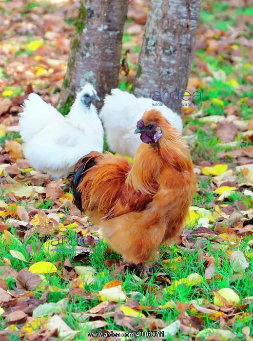 : White Rooster and hens also called Negre-Soie breed : White Rooster and hens also called Negre-Soie breed