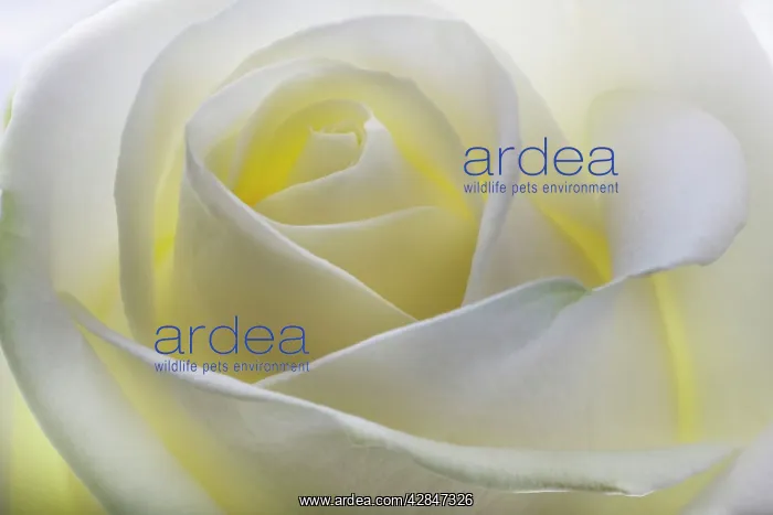  : White Rose