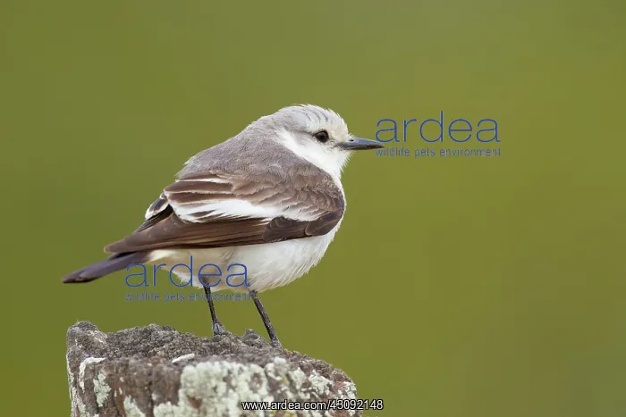  : White-rumped Monjita