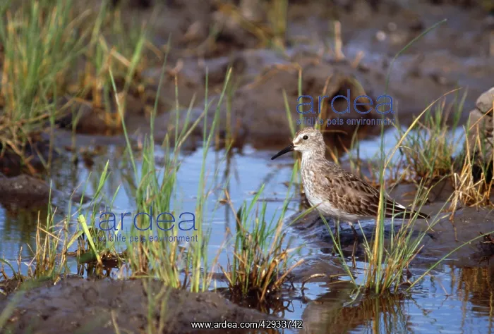 : White-rumped Sandpiper : White-rumped Sandpiper