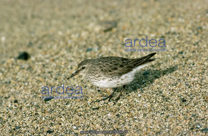 : White-rumped Sandpiper : White-rumped Sandpiper