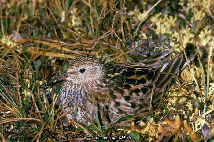 : White-rumped Sandpiper - female on nest : White-rumped Sandpiper - female on nest