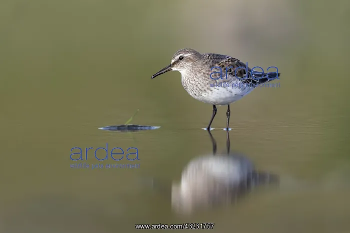  : White Rumped Sandpiper - Immature - Cornwall - UK