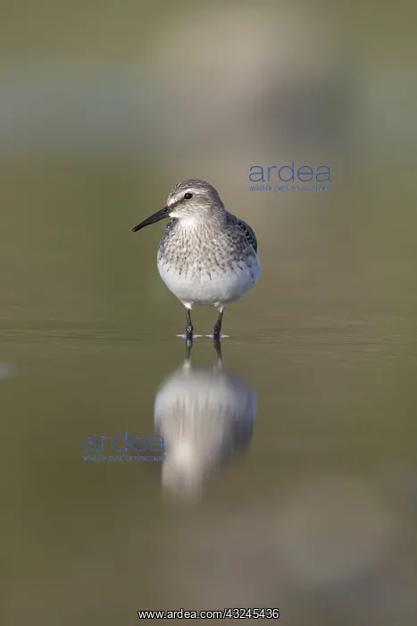 : White Rumped Sandpiper - Immature - Cornwall - UK : White Rumped Sandpiper - Immature - Cornwall - UK
