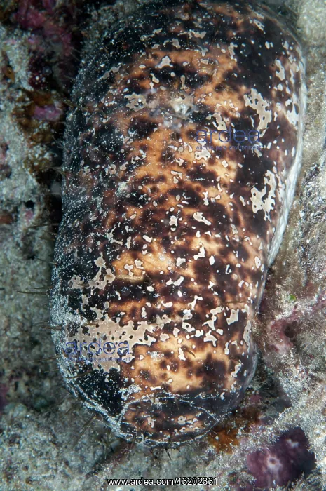 : White-rumped Sea Cucumber - night dive - Cendana : White-rumped Sea Cucumber - night dive - Cendana
