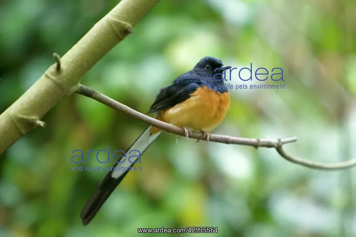 : White-rumped Shama : White-rumped Shama