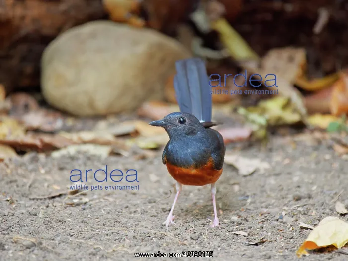 : White Rumped Shama Copsychus malabaricus Da Lat : White Rumped Shama Copsychus malabaricus Da Lat