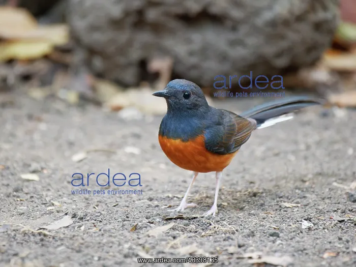 : White Rumped Shama Copsychus malabaricus Da Lat : White Rumped Shama Copsychus malabaricus Da Lat
