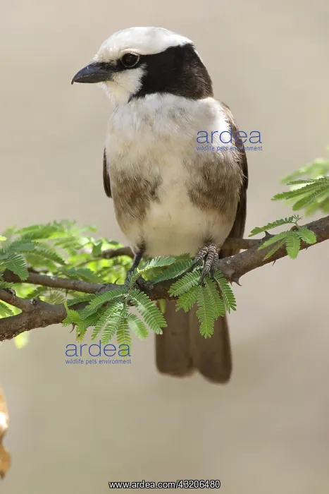 : White-rumped Shrike (Eurocephalus rueppelli) on : White-rumped Shrike (Eurocephalus rueppelli) on