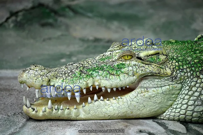 : White Saltwater crocodile, also (Crocodylus porosus) : White Saltwater crocodile, also (Crocodylus porosus)