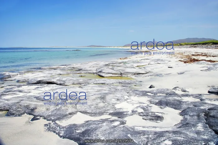 : White Sand Beach : White Sand Beach