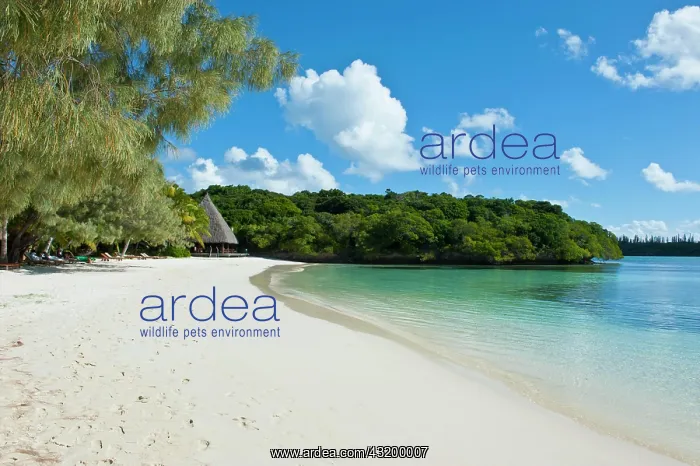 : White sand beach, Bay de Kanumera, &, xce;le des : White sand beach, Bay de Kanumera, &, xce;le des